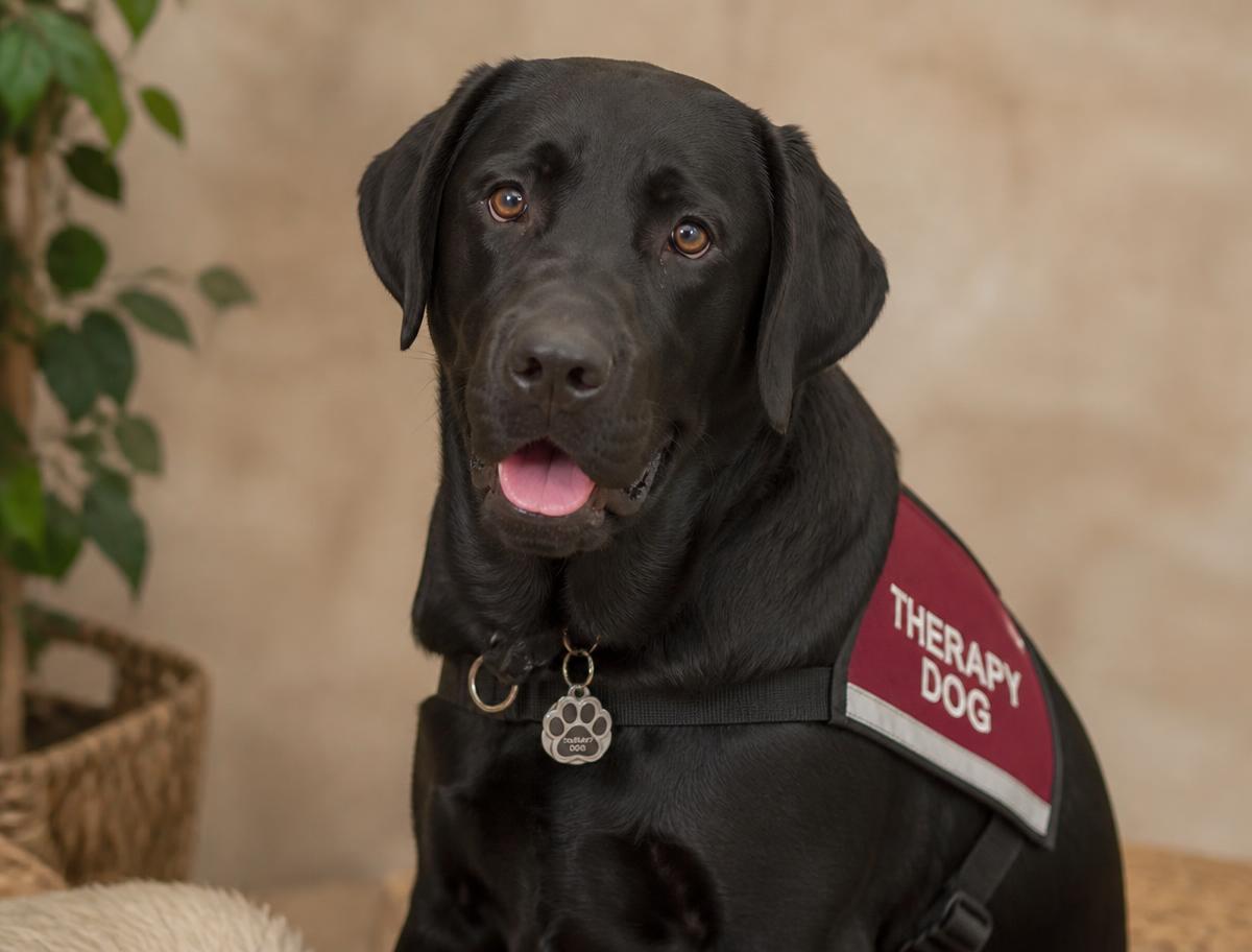 Charlie, a black labrador therapy dog